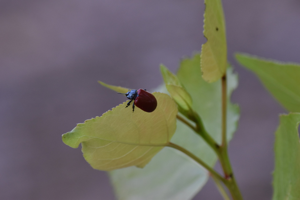 Chrysomela