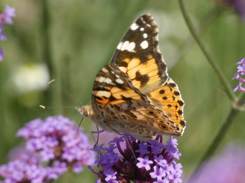 Vanessa cardui - bogáncslepke