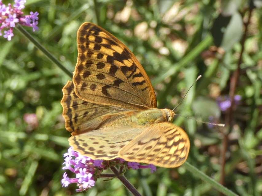 Argynnis pandora - zöldes gyöngyházlepke