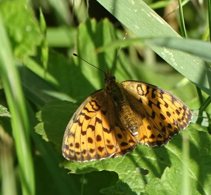 Brenthis daphne - málna-gyöngyházlepke