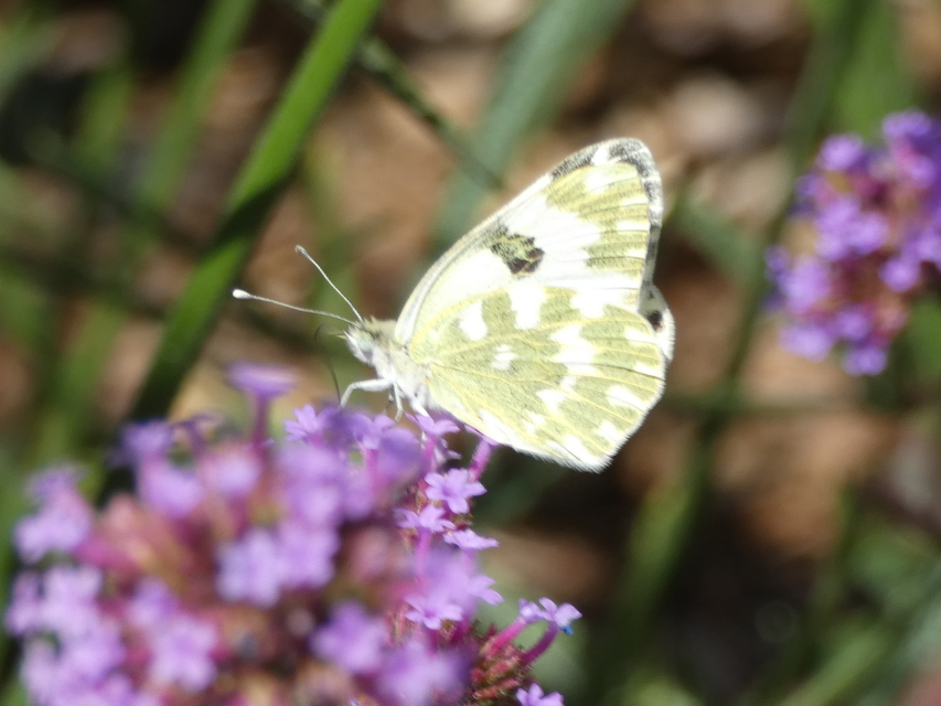 Pontia edusa - rezedalepke