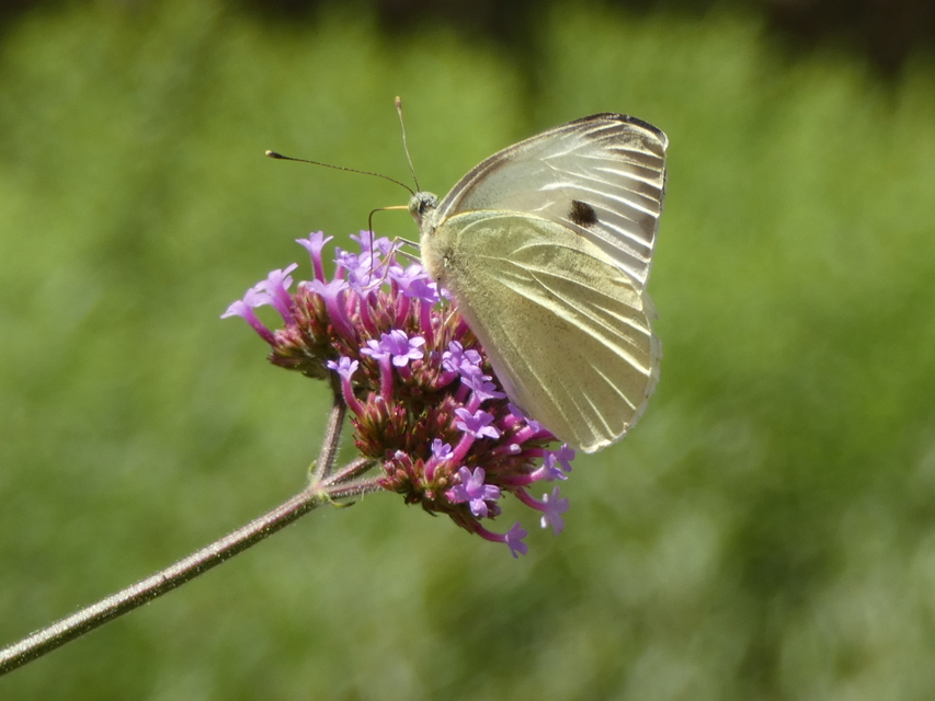 Pieris brassicae - káposztalepke