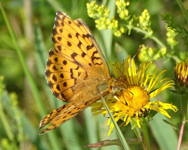 Brenthis daphne - málna-gyöngyházlepke