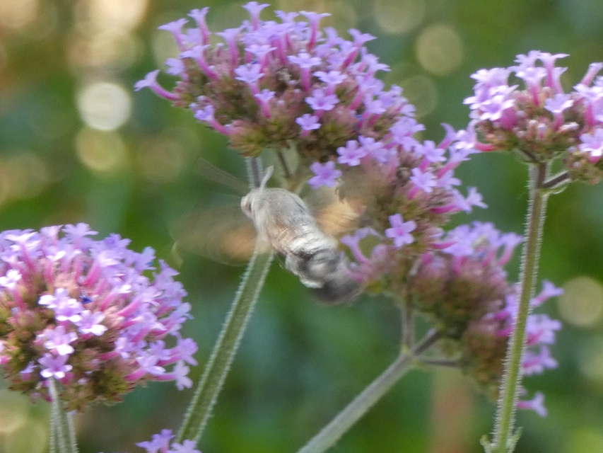 Macroglossum stellatarum - kacsafarkú szender