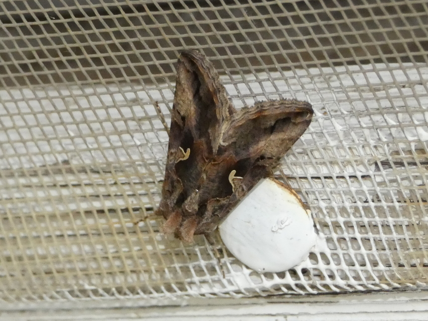Autographa gamma - gammalepke