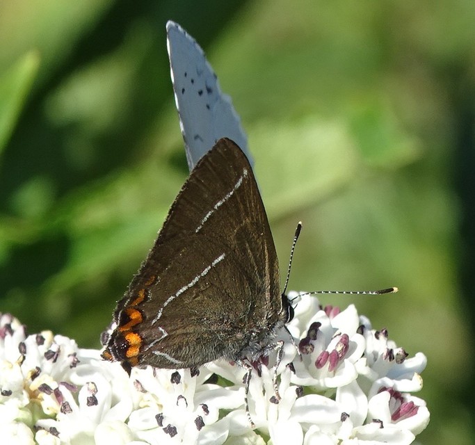 Satyrium w-album - szilfa-csücsköslepke