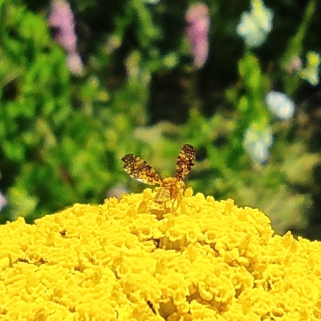 Tephritidae - fúrólégyfélék