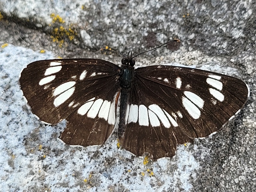 Neptis rivularis - nagy fehérsávoslepke