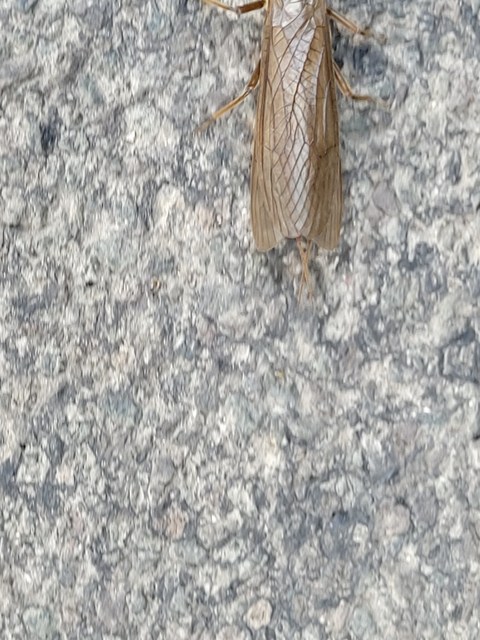 Plecoptera - Álkérészek