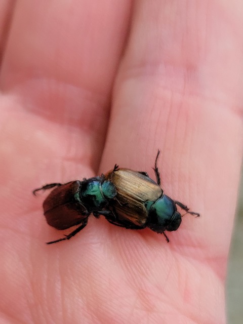 Phyllopertha horticola - kerti szipoly