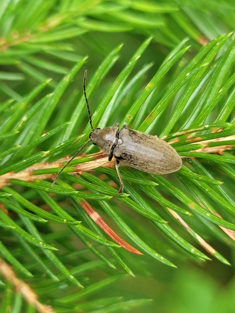 Dascillus cervinus - közönséges ernyősrétbogár