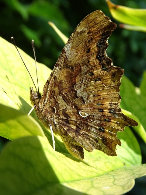 Nymphalis c-album - C-betűs lepke