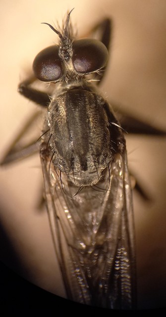 Tolmerus atripes