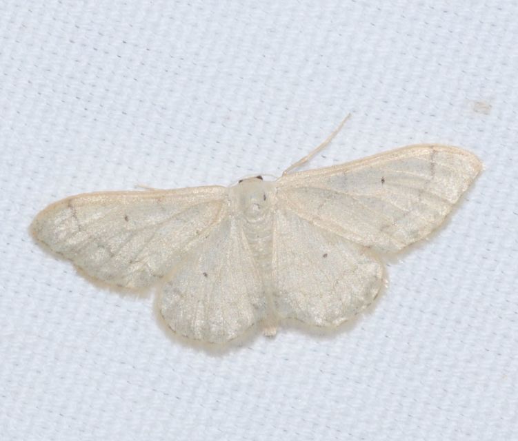 Idaea straminata - szalmasárga sávosaraszoló