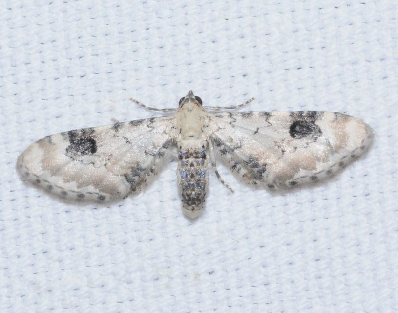 Eupithecia centaureata - búzavirág-törpearaszoló