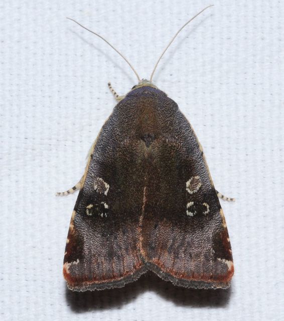 Noctua janthe/janthina