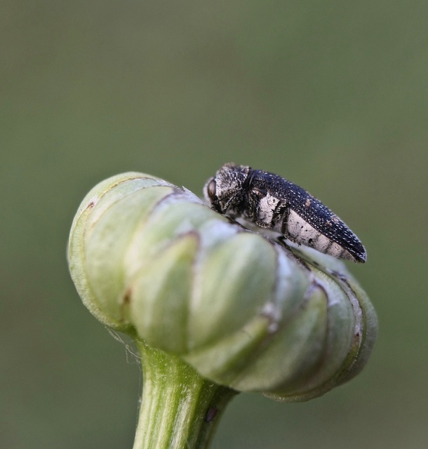 Acmaeoderella flavofasciata - sárgacsíkos zömökdíszbogár