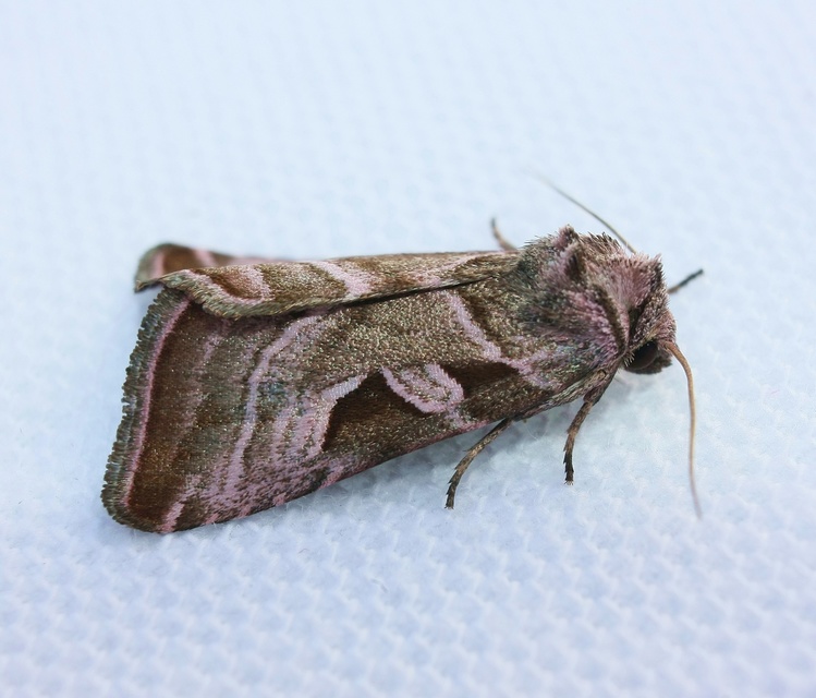 Eucarta virgo - mocsári ametisztbagoly