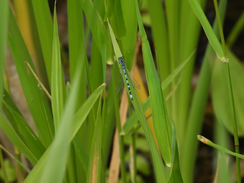 Coenagrion ornatum - díszes légivadász