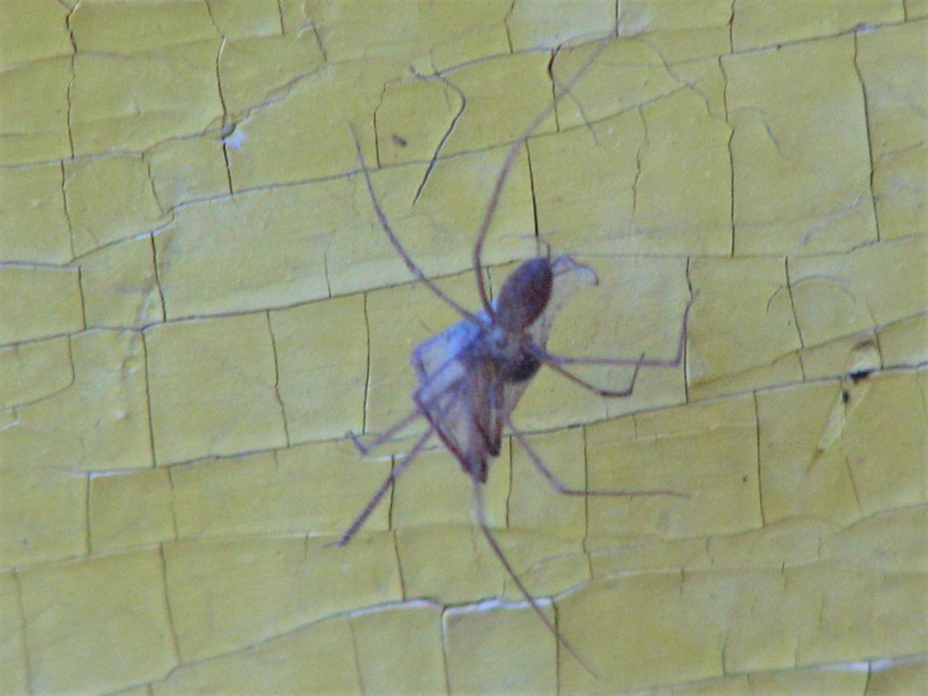 Pholcus phalangioides - nagy álkaszáspók Pholcus phalangioides - nagy álkaszáspók