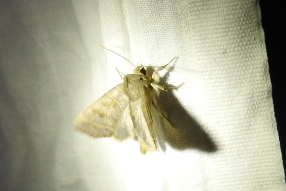 Ipimorpha subtusa - csúcsos nyárfabagoly
