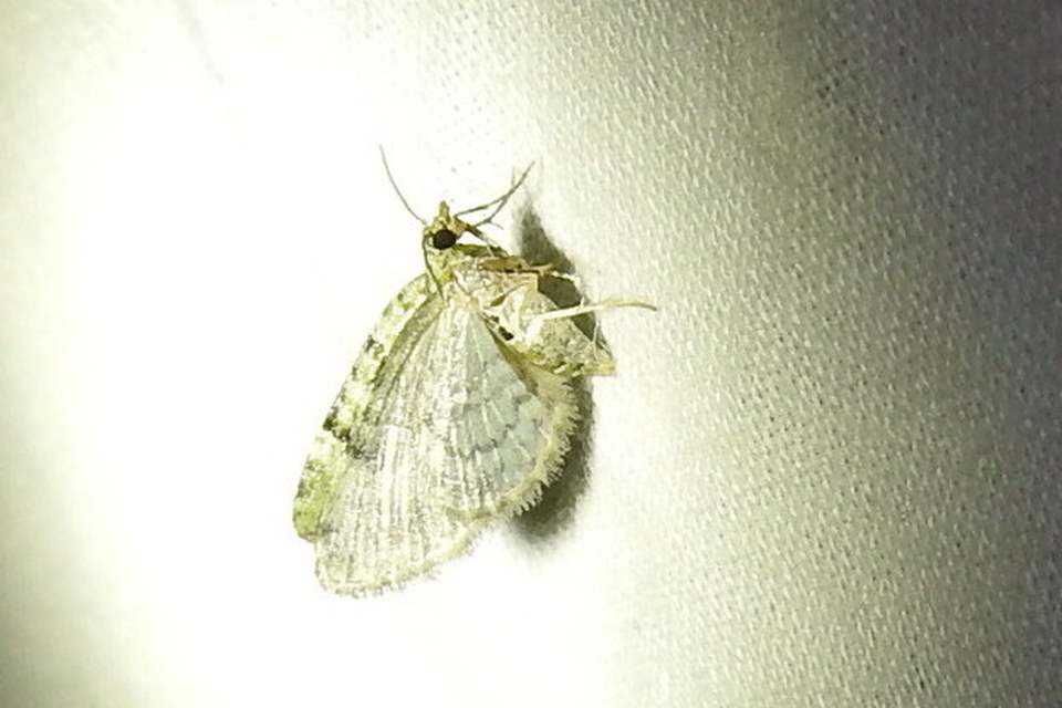 Chloroclystis v-ata - zöldes törpearaszoló