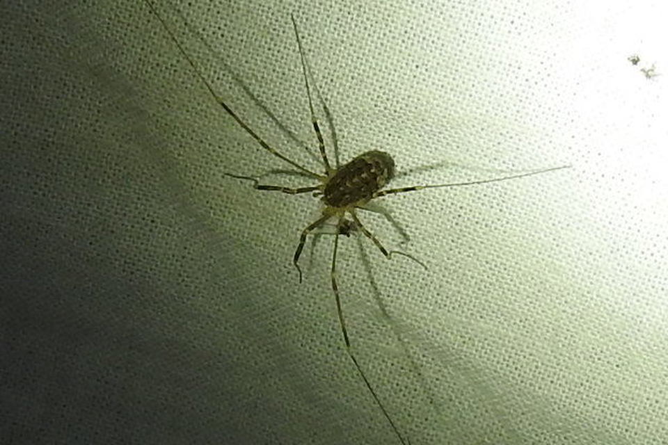 Opilio