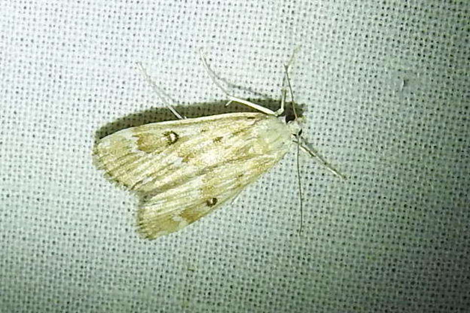 Parapoynx stratiotata - közönséges vízimoly