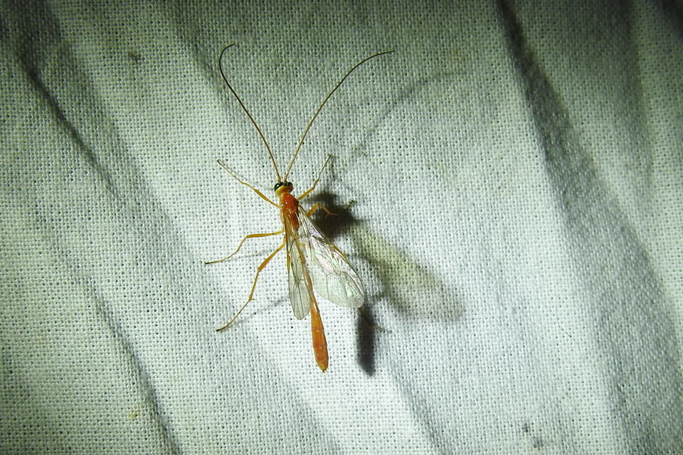 Ophion minutus