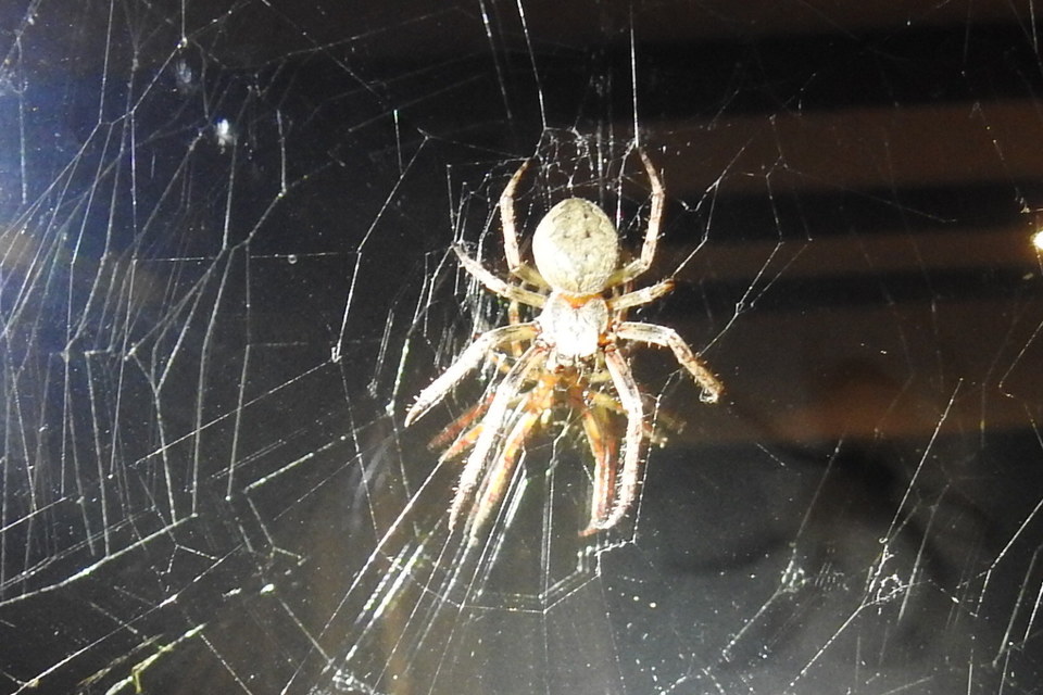 Larinioides ixobolus - ereszalji keresztespók