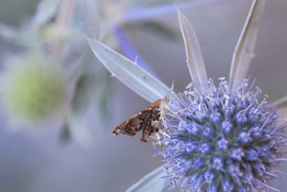 Choreutis nemorana - füge-levélmoly