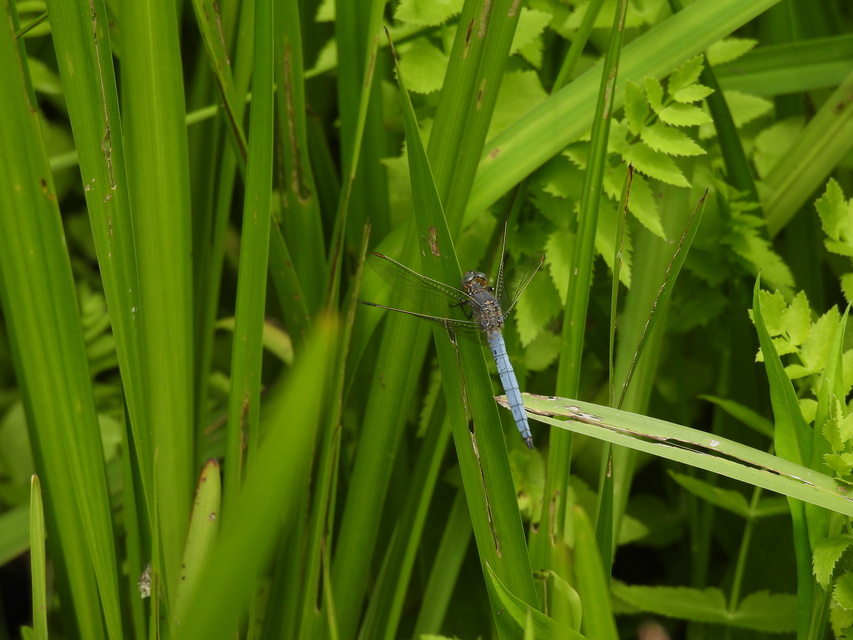 Orthetrum coerulescens - karcsú pásztorszitakötő