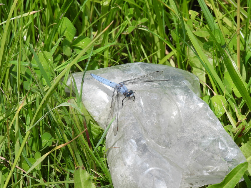 Orthetrum brunneum - pataki pásztorszitakötő