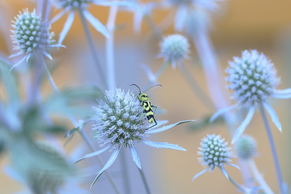 Chlorophorus varius - díszes darázscincér