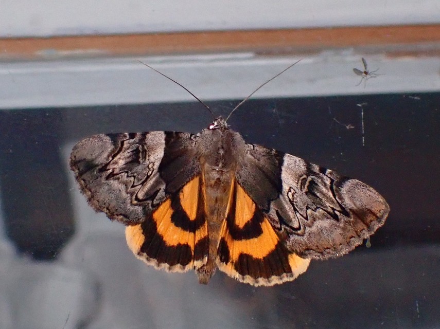 Catocala fulminea - galagonya-övesbagoly