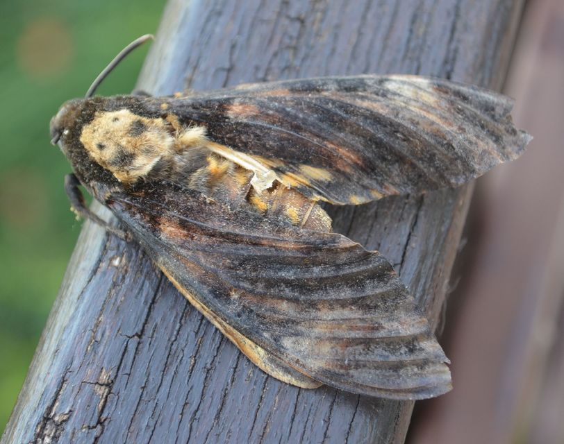 Acherontia atropos - halálfejes lepke