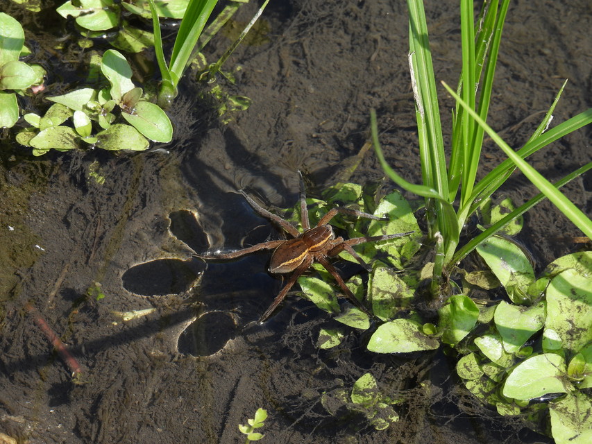 Dolomedes plantarius/fimbriatus