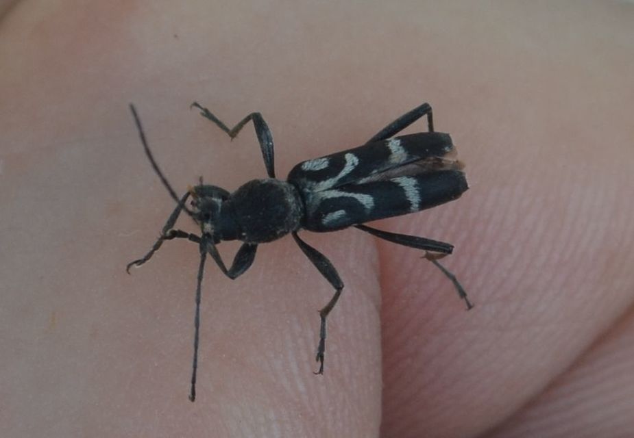 Chlorophorus figuratus - rajzos darázscincér