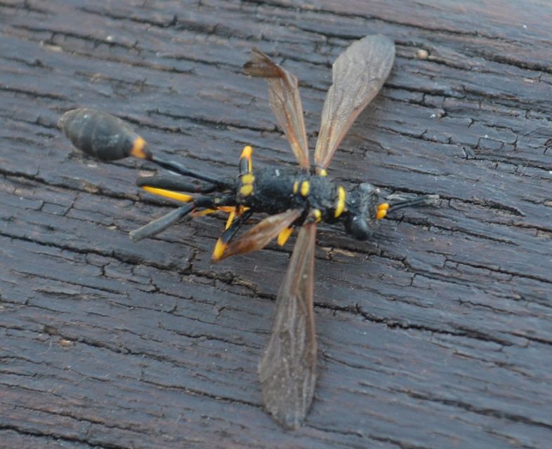 Sceliphron caementarium - feketenyelű lopódarázs