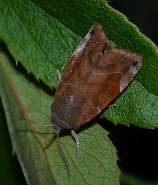 Cosmia affinis - barna lombbagoly