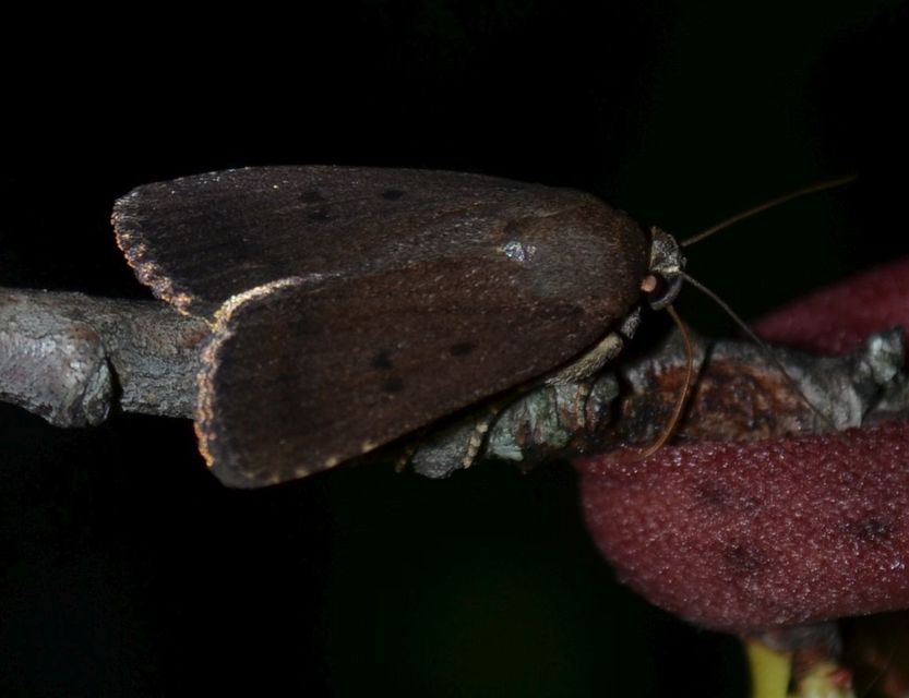 Amphipyra tragopoginis - bakszakállbagoly