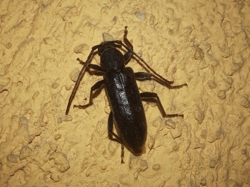 Trichoferus campestris - szállóvendég éjicincér