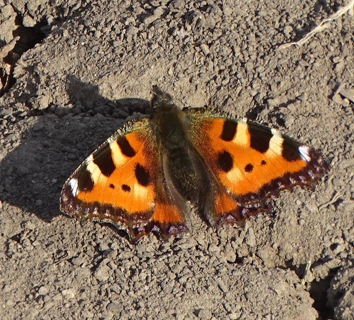 Nymphalis urticae - kis rókalepke