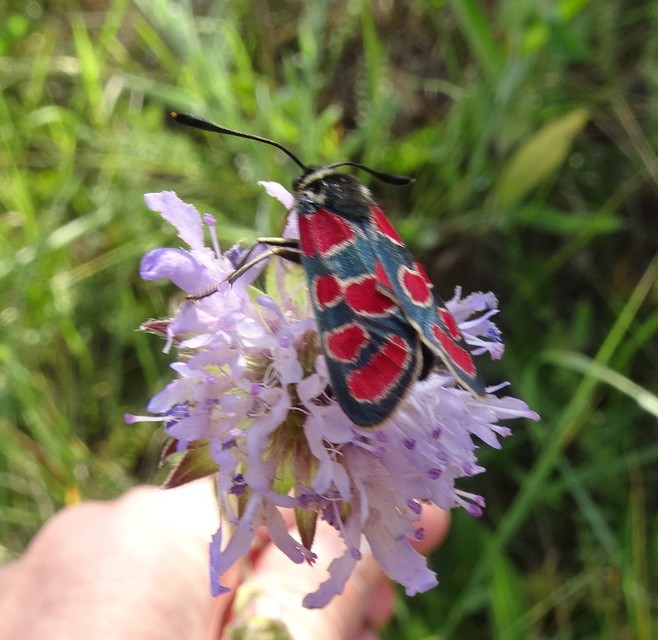 Zygaena carniolica - fehérgyűrűs csüngőlepke
