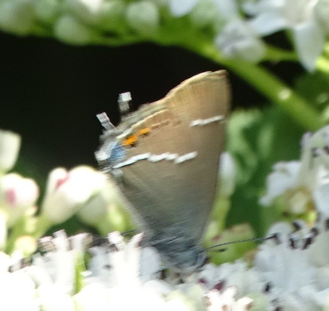 Satyrium spini - kökény-csücsköslepke