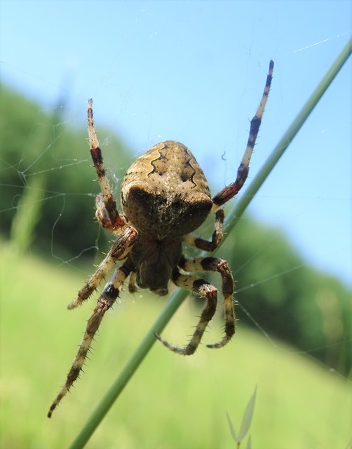Araneus circe/angulatus