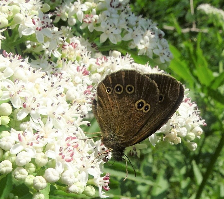 Aphantopus hyperanthus - közönséges ökörszemlepke
