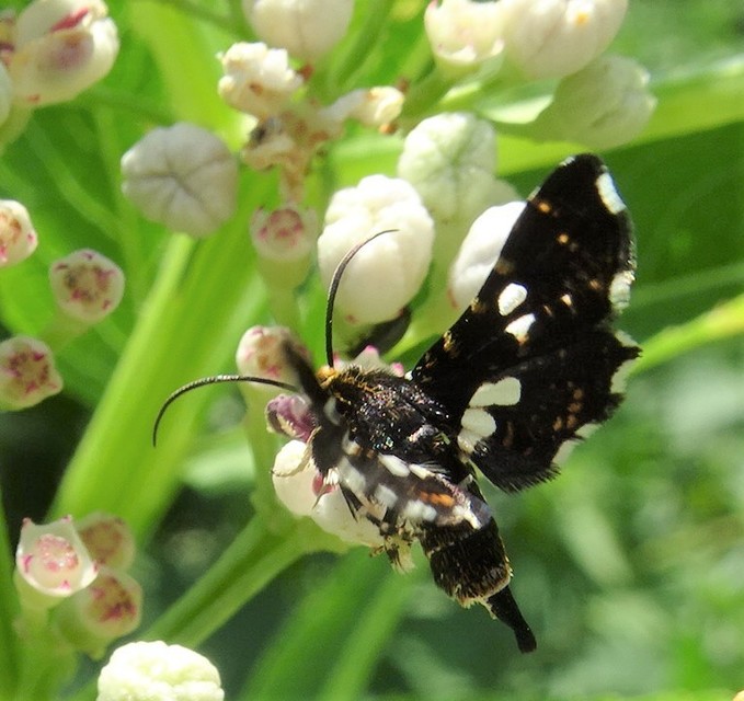 Thyris fenestrella - gyakori ablakosmoly