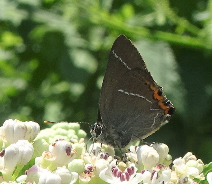 Satyrium w-album - szilfa-csücsköslepke