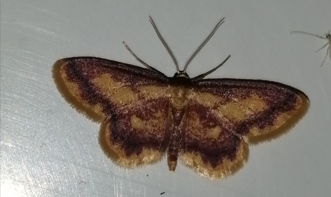 Idaea muricata - mocsári pirosaraszoló